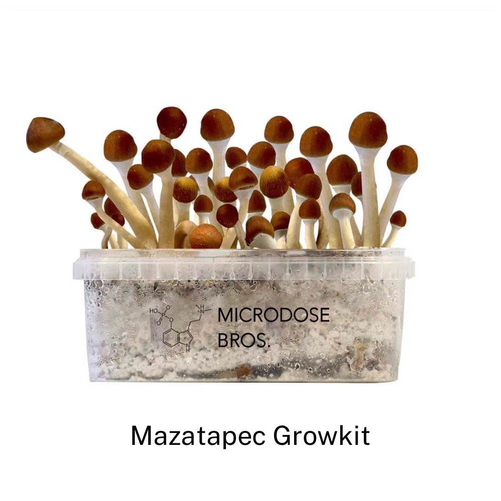 Mazatapec magic mushroom grow kits