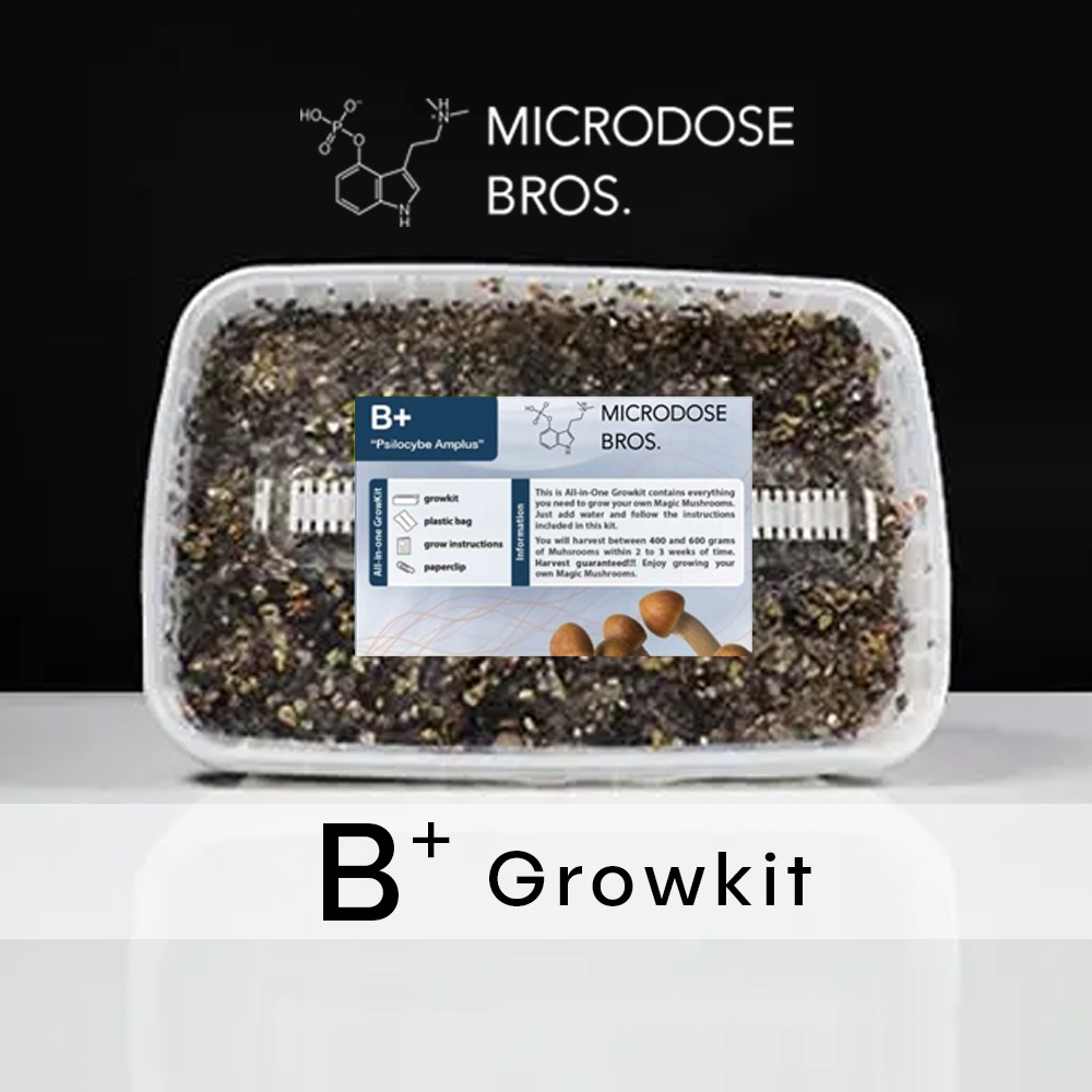 B+ Magic Mushroom Paddo Grow Kit-1