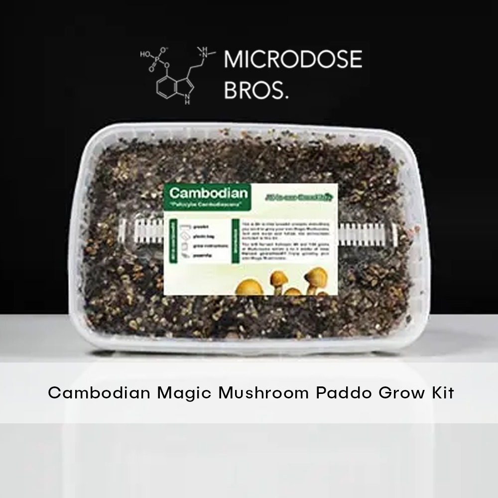 Cambodian Magic Mushroom Paddo Grow Kit-2