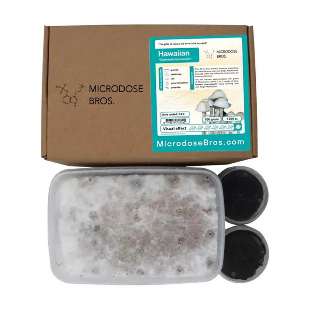 Hawaiian Copelandia Magic Mushroom Grow Kit-4