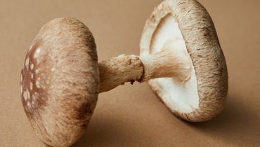 Healthy Mushrooms: A Guide for Newbies to Mushroom Supplements