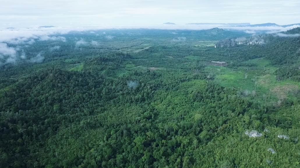 Indonesia forest