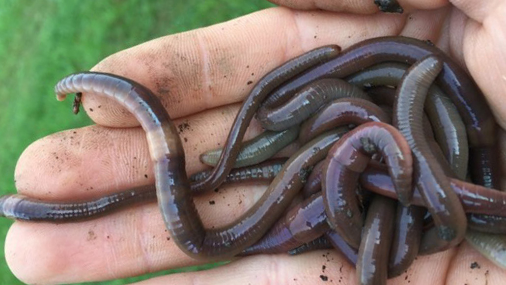 a handful of invasive Asian jumping worms