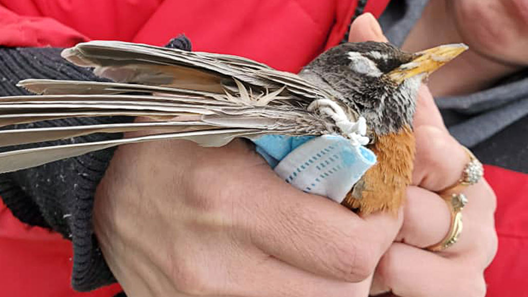 person holding bird with mask caught on its wing