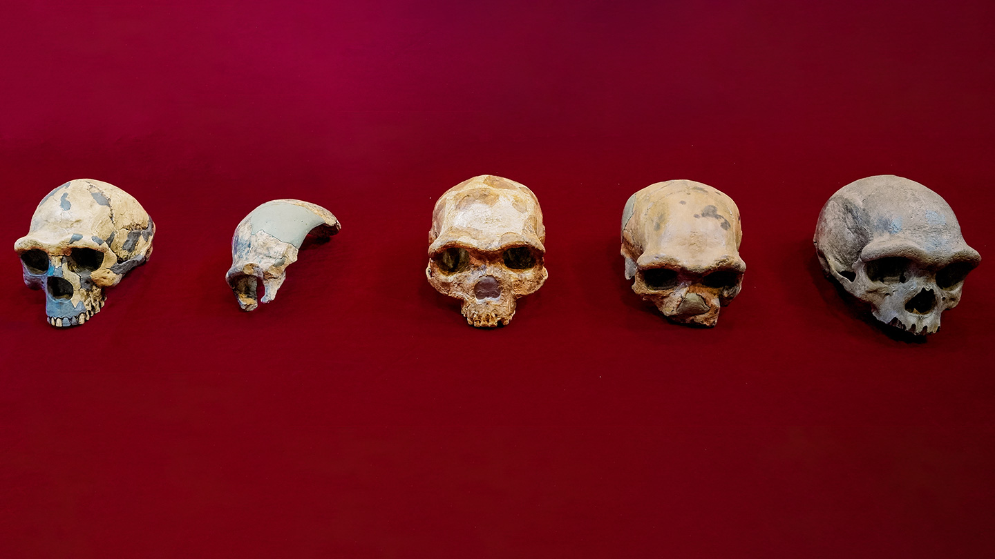 five skulls from different Homo species