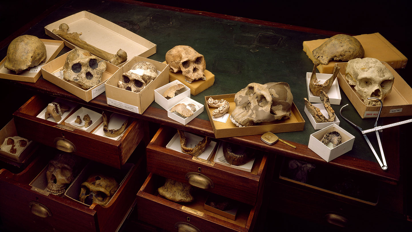 skulls and other fossils in drawers