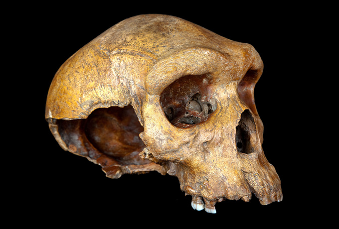 Kabwe skull pic