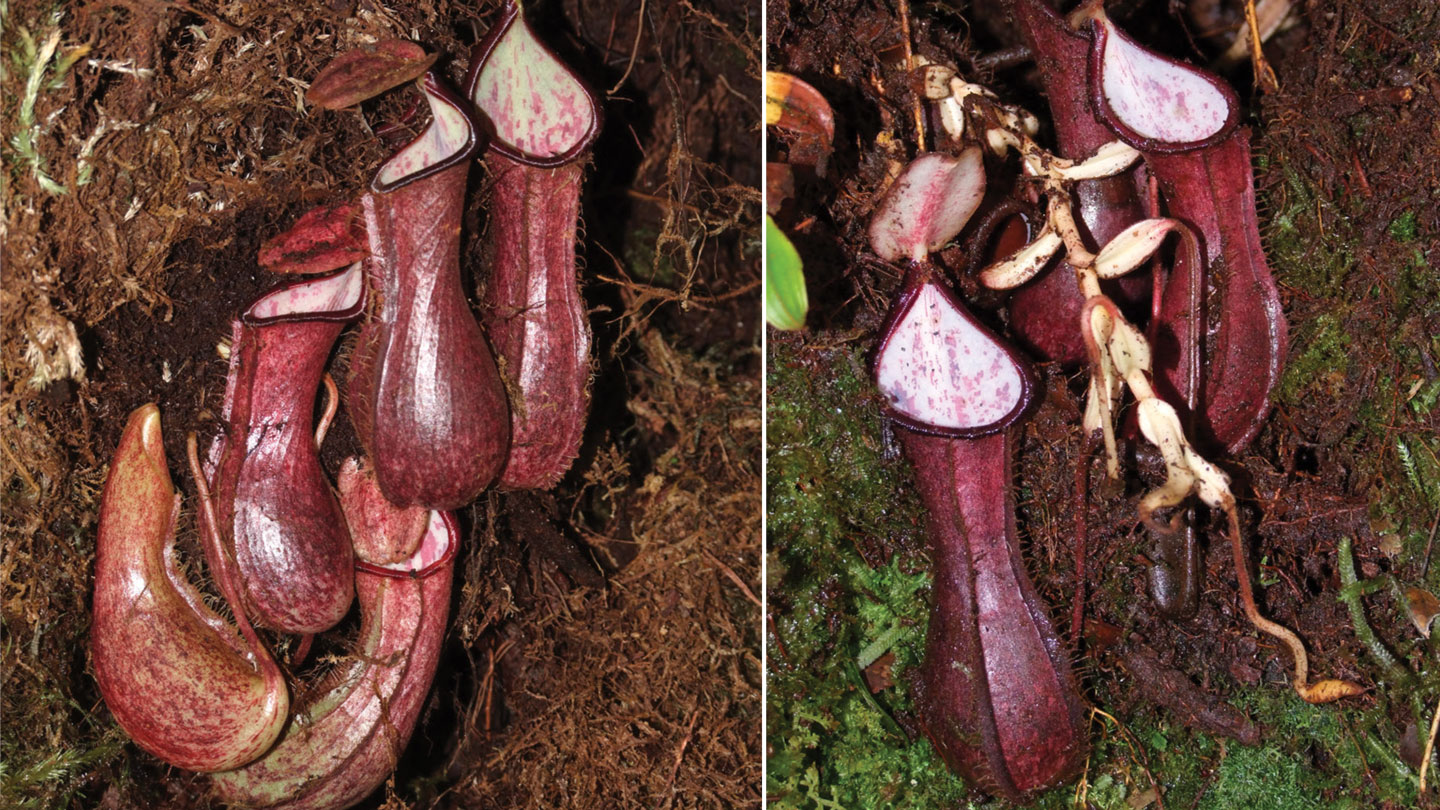 side-by-side images of pitcher plants growing under a moss matt and under tree roots