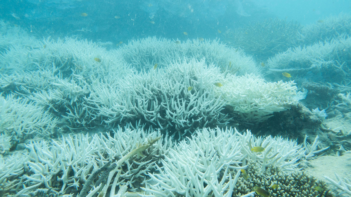 A photograph of bleached white coral in the Great Barrier Reef.