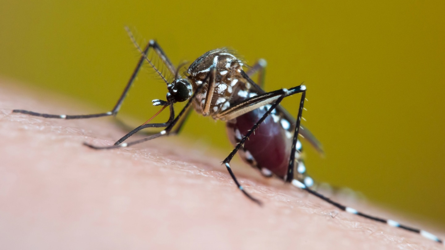 A black and white mosquito sits on the skin of a white person, sucking up a meal. Its abdomen is slightly filled with blood.