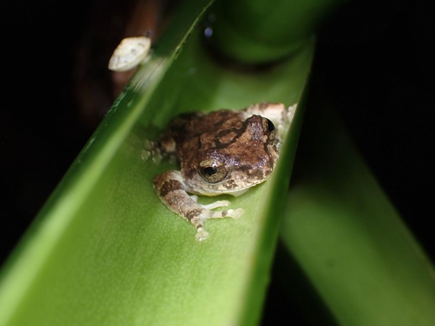 A brown Eiffinger’s tree frog sits on green plant.