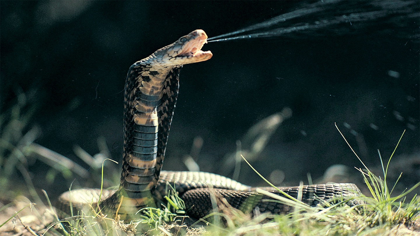 Venom sprays from the mouth of a black and tan cobra as it rests on the grassy ground with its head lifted.