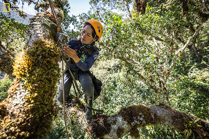 A woman with an orange helmet kneels on a tree branch while attaching a camera to another branch.