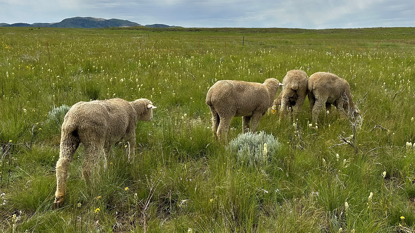 Four sheep graze in a meadow of tall grass dotted by yellow flowers