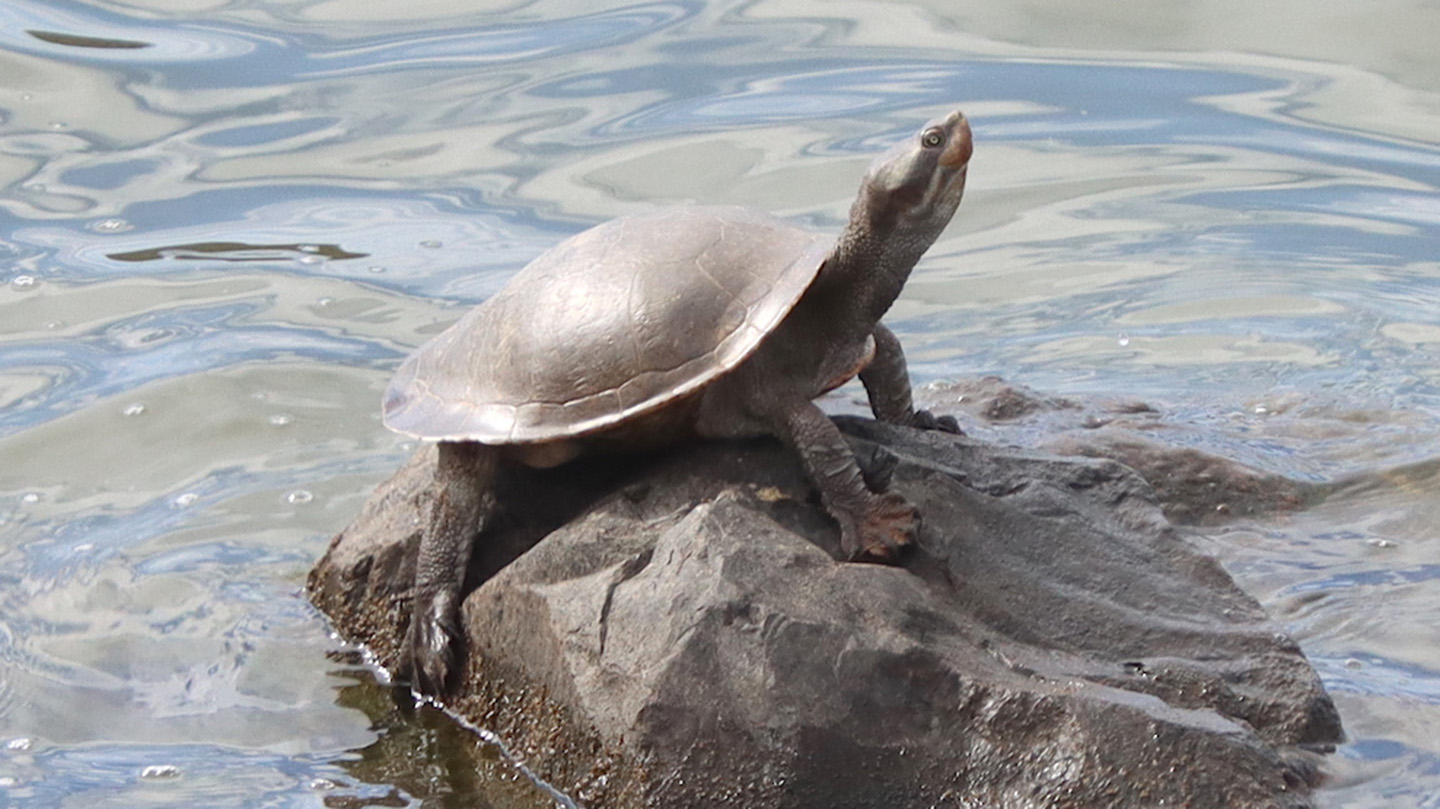 A little brown turtle stands on a rock that juts out of the water.