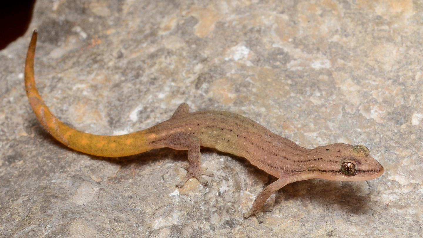 A Hemiphyllodactylus gecko against a tan background.