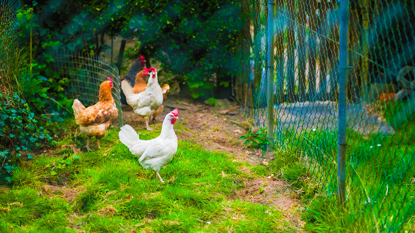 Chickens in a fenced-in yard.