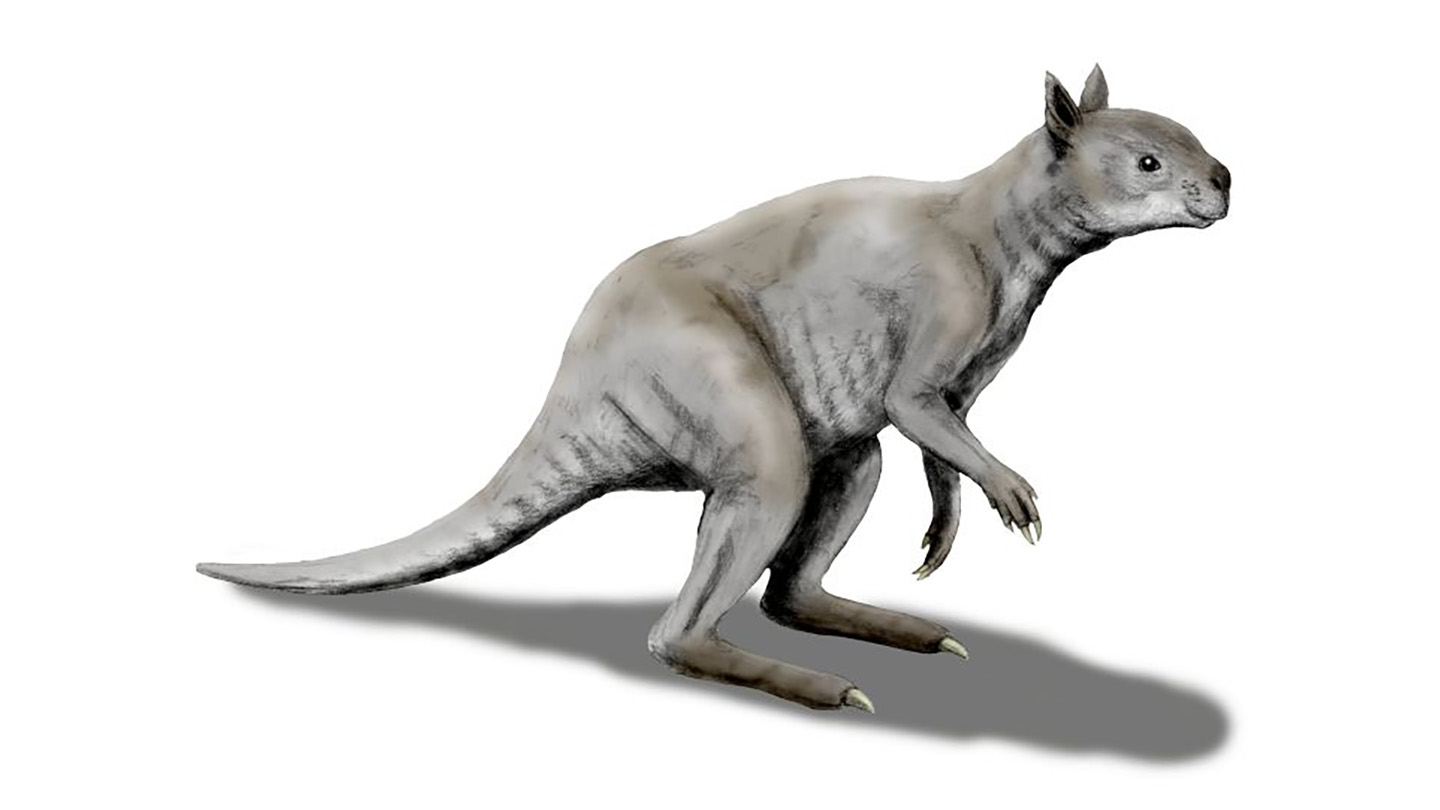 An artist's drawing of the extinct kangaroo S. occidentalis.