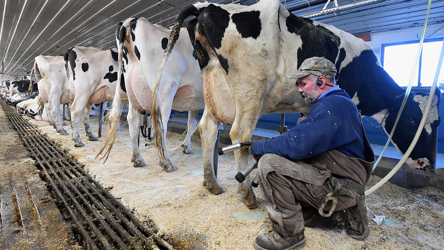 A dairy farm worker kneels by a row of cows while preparing to hook up milking machinery.