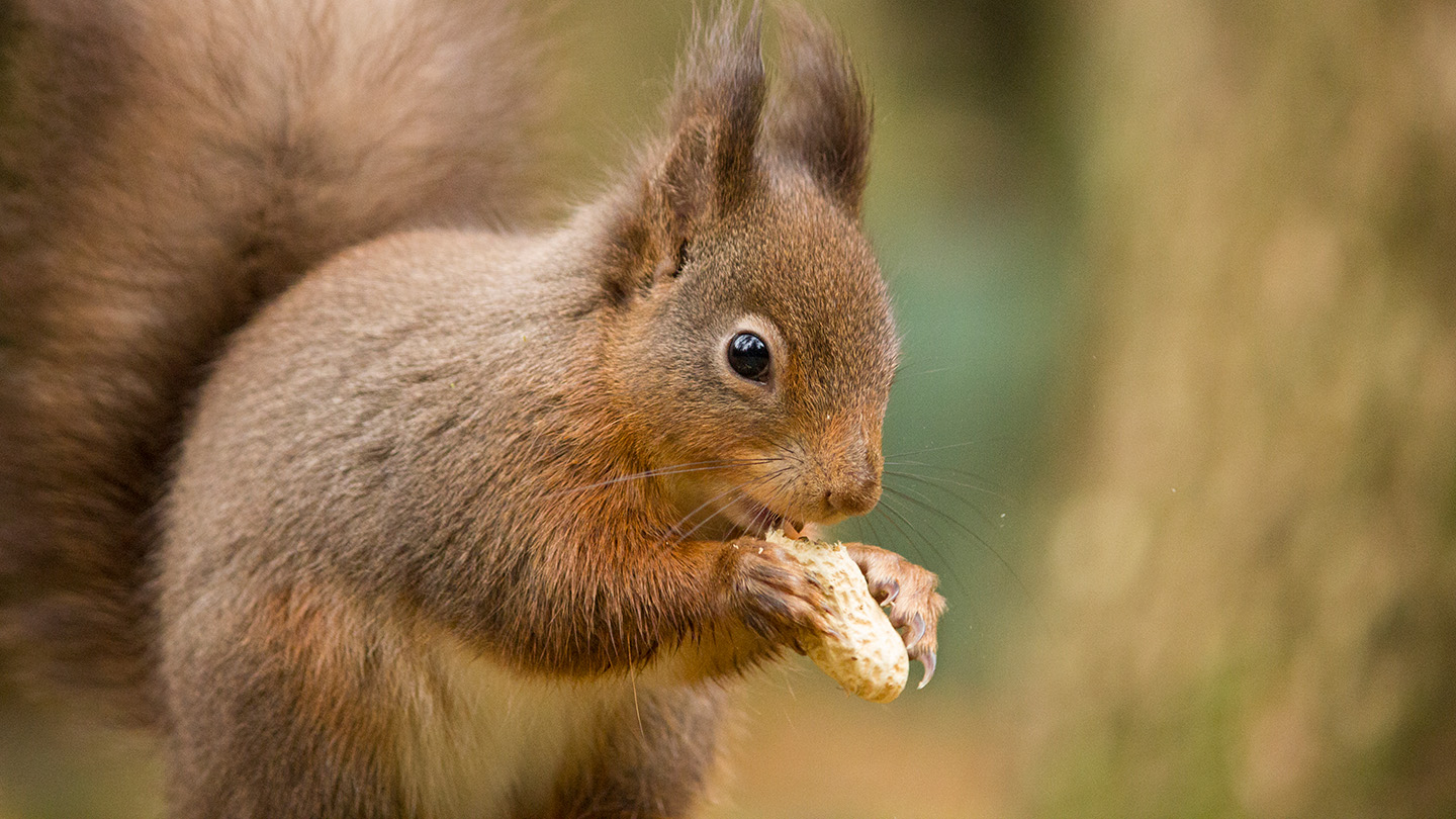 A bushy red squirrel nibbles on a peanut.