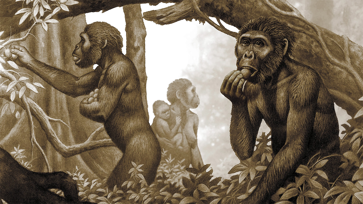 A sepia-toned illustration of a group of early humans, or australopithecus, collecting vegetation