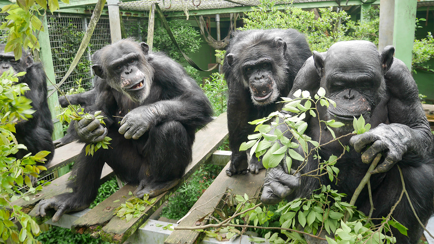 Three chimpanzees are shown huddled around greenery in a Japanese sanctuary