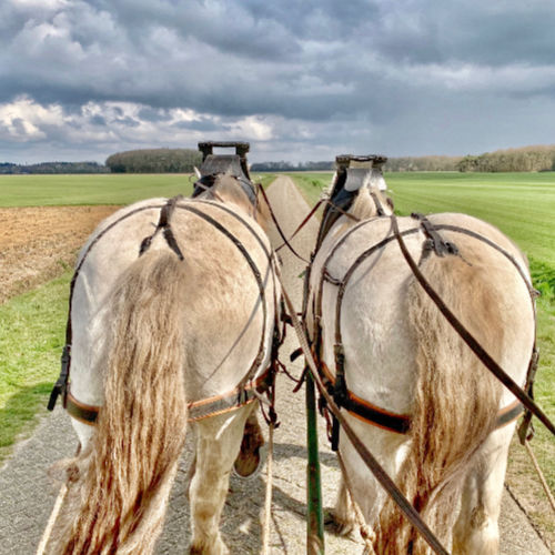 Paard rijden Drenthe| Travelvibe