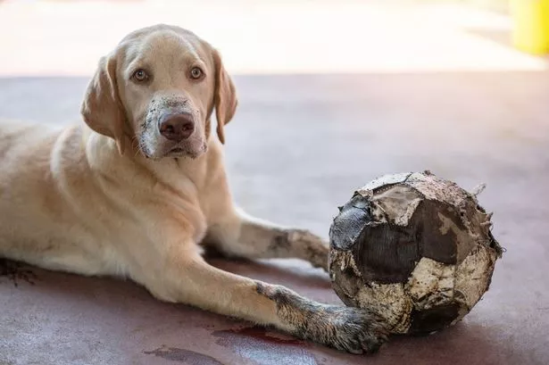 Cute dirty labrador dog after playing in garden