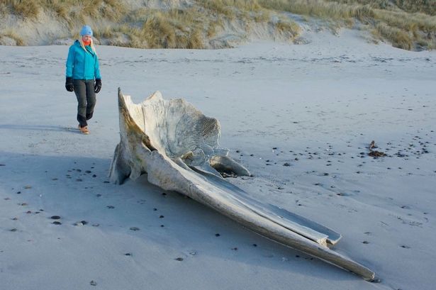 Emelie Persson next to the whale skull on Traigh Thodhrasdail beach.