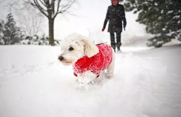 Bichon Frise dog in red winter sweater walking through deep snow in park after a snowstorm 