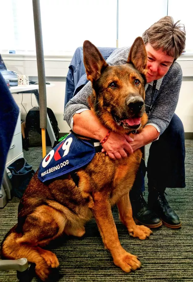 He Bear-ly realises he's retired 