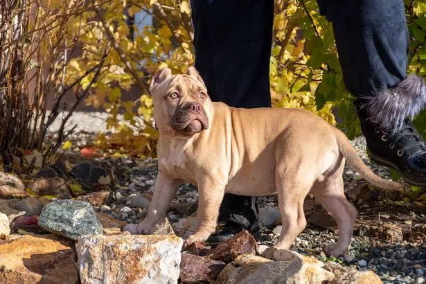 XL Bully puppy being trained