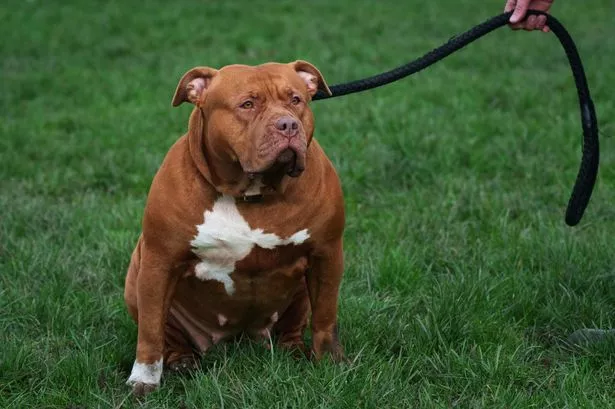 XL Bully dog