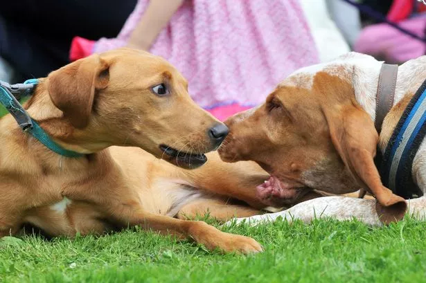 Four-legged friends were the stars at Dogalming, a new dog show and family fete in Godalming