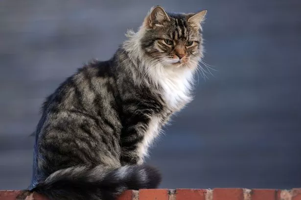 Cat on wall