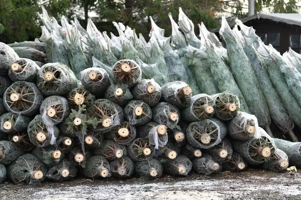 Piled up Christmas Trees