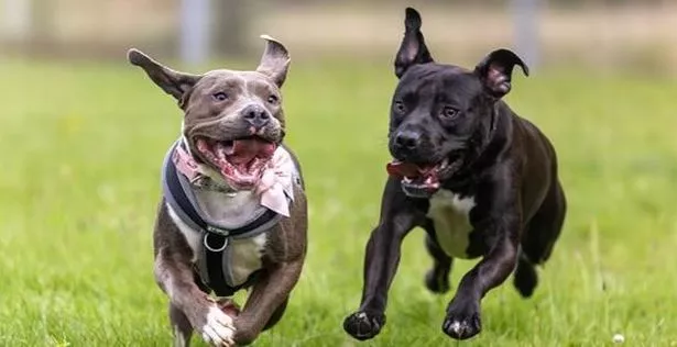 Staffordshire bull terriers Jack and Poppy were abandoned in a filthy flat in Liverpool, and rescued by the RSPCA.
Jack and Poppy today, after making a full recovery