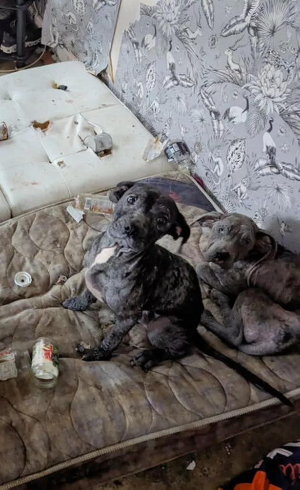 Staffordshire bull terriers Jack and Poppy were abandoned in a filthy flat in Liverpool, and rescued by the RSPCA