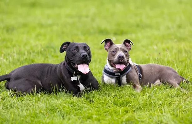 Staffordshire bull terriers Jack and Poppy were abandoned in a filthy flat in Liverpool, and rescued by the RSPCA.
Jack and Poppy today, after making a full recovery