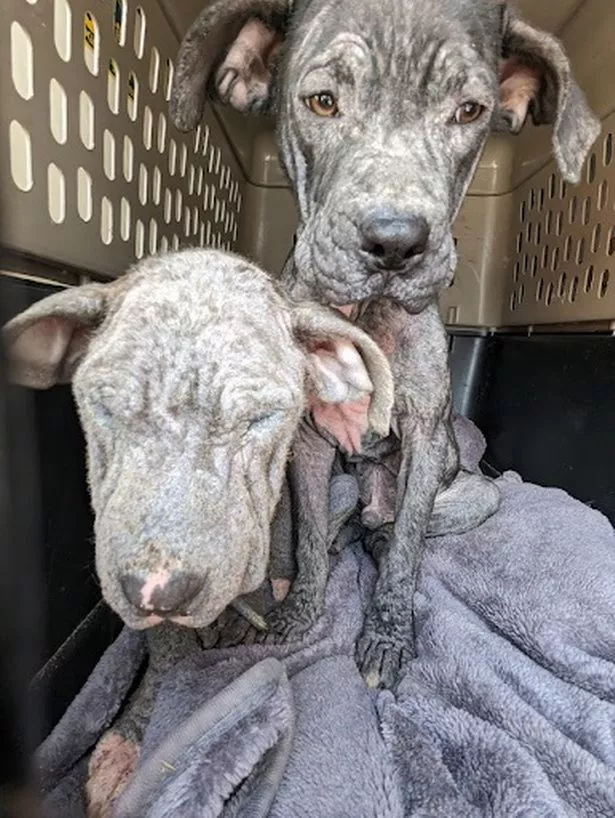 Staffordshire bull terriers Jack and Poppy were abandoned in a filthy flat