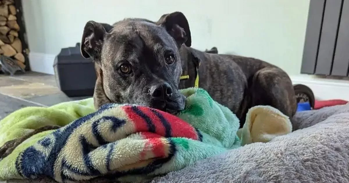 13-year-old Rodney found himself in kennels after his owner sadly died