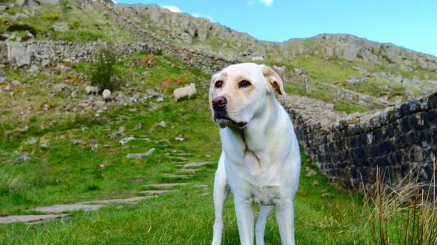 A labrador enjoying a walk at Hadrian's Wall