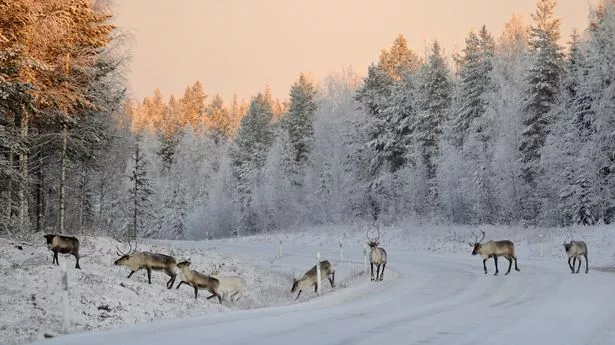 Reindeer