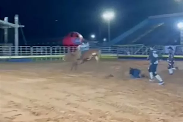 The announcer was trampled by the massive bull after he failed to move out of the way in time