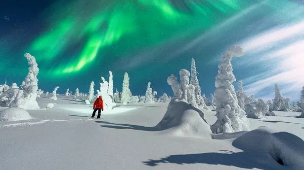 Hiker watching the bright sky with Northern Lights standing in a winter snowy forest lit by moon, Lapland, Finland