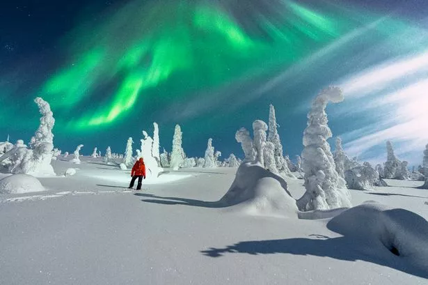 Hiker watching the bright sky with Northern Lights standing in a winter snowy forest lit by moon, Lapland, Finland