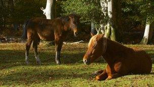 New Forest ponies