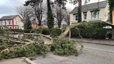 A large tree blocks a road, with houses either side