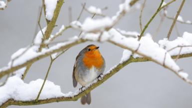 A robin sits on a snow-covered branch