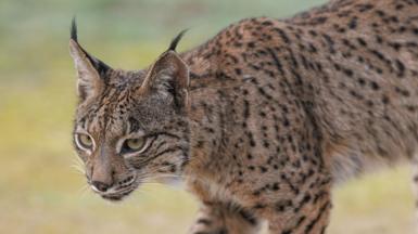 Iberian lynx in Toledo, Spain